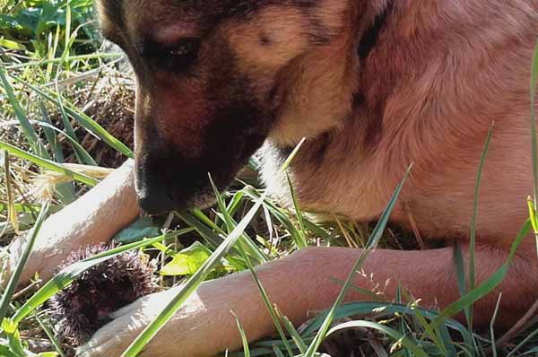 Hundepension Oderdeich bei Frankfurt (Oder) - Betreuung Hund Flora - Malinois