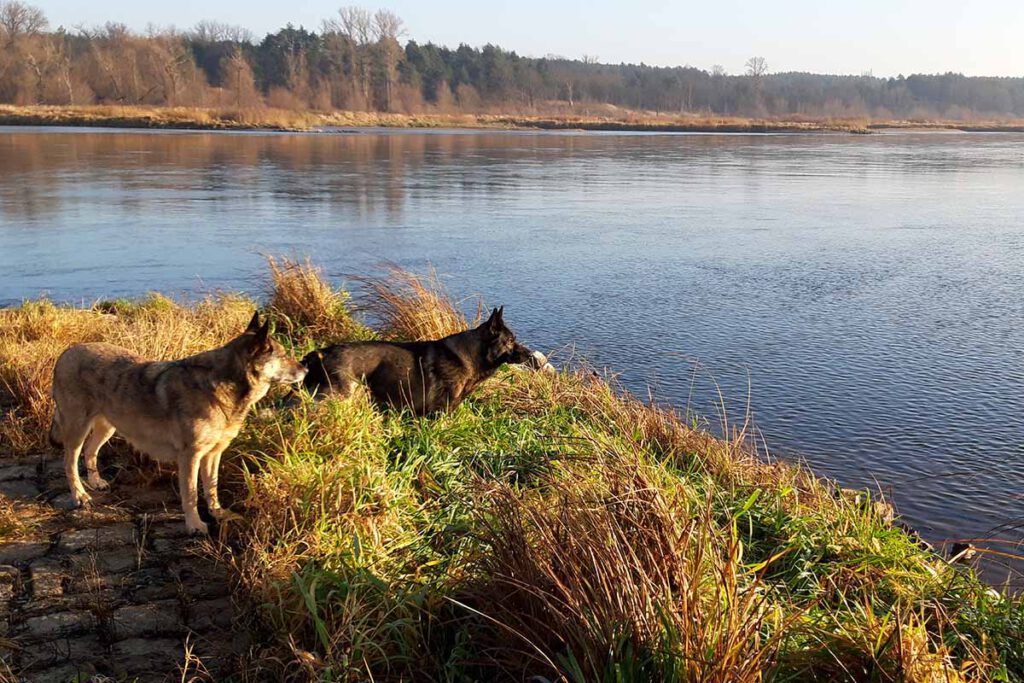 Hundepension Oderdeich bei Frankfurt (Oder) - Hunde an der Oder