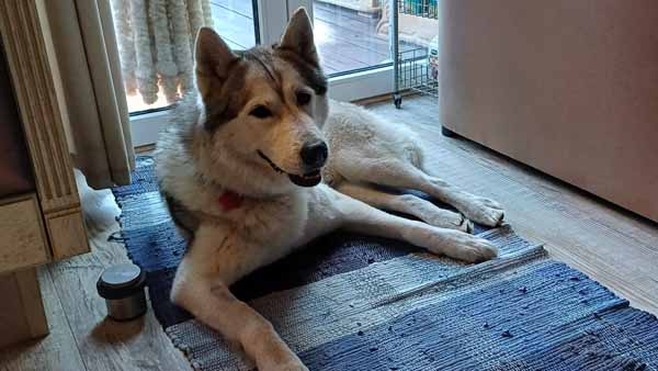 Hundepension Oderdeich bei Frankfurt (Oder) - Betreuung Hund Aro - Husky