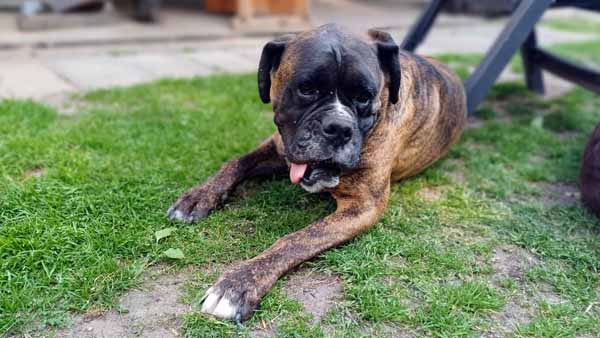 Hundepension Oderdeich bei Frankfurt (Oder) - Betreuung Hund Ludwig - Boxer