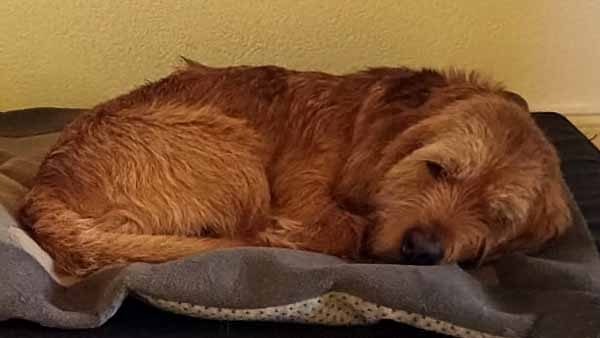 Hundepension Oderdeich bei Frankfurt (Oder) - Betreuung Hund Oswald - Fauve de Bretagne